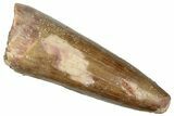 Cretaceous Fossil Crocodylomorph Tooth - Morocco #299187-1